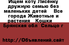 Ищем коту Лисёнку дружную семью без маленьких детей  - Все города Животные и растения » Кошки   . Брянская обл.,Сельцо г.